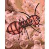 Paint by Number - Ant with Red Cheeks