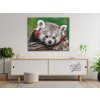 Paint by Number - Red Panda