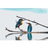 Paint by Number - Kingfisher by the Water