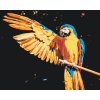 Paint by Number - Parrot Ara Blue-yellow