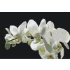 Paint by Number - White Orchid 2
