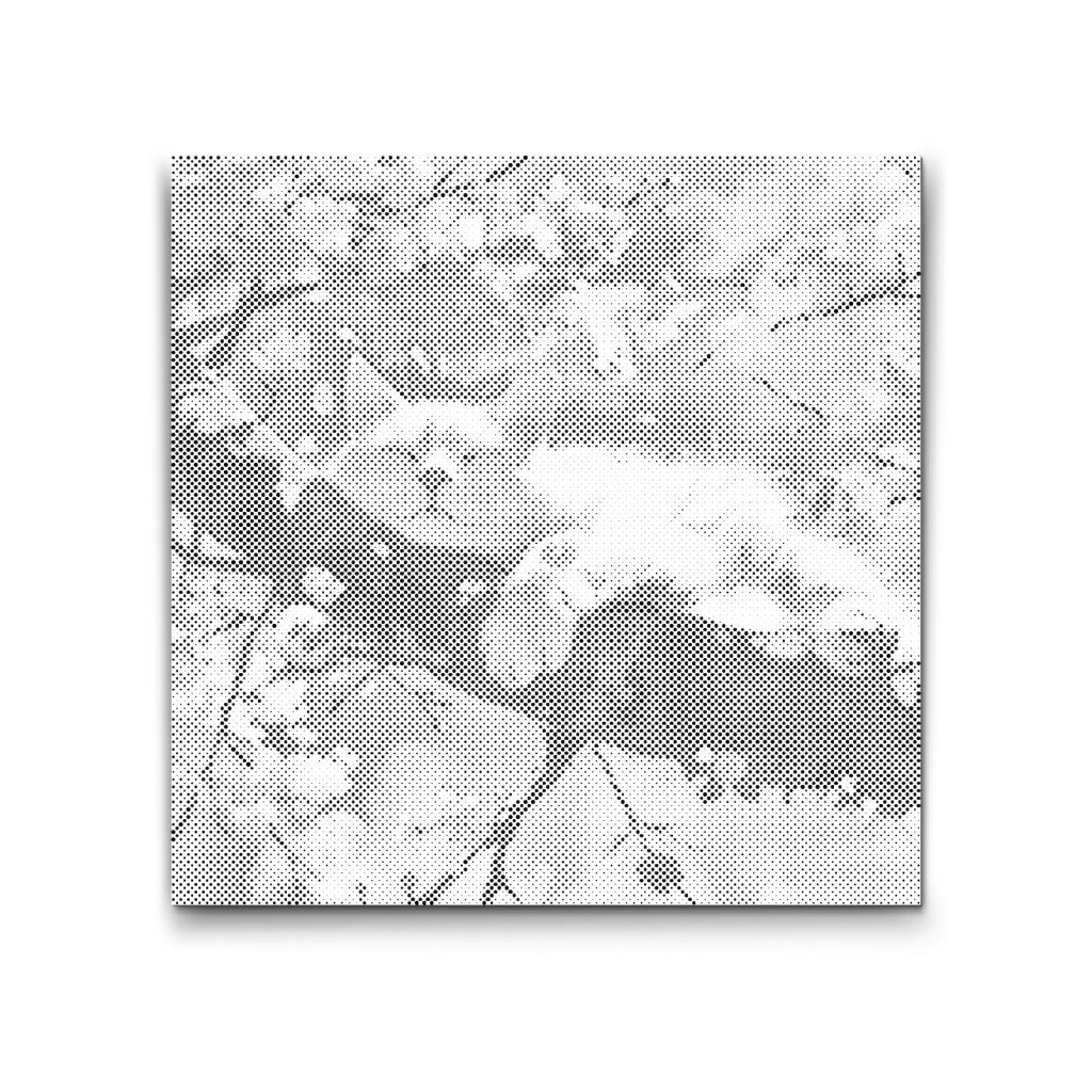 M2_Dotting_Points_-_Sleeping_cat_in_a_tree