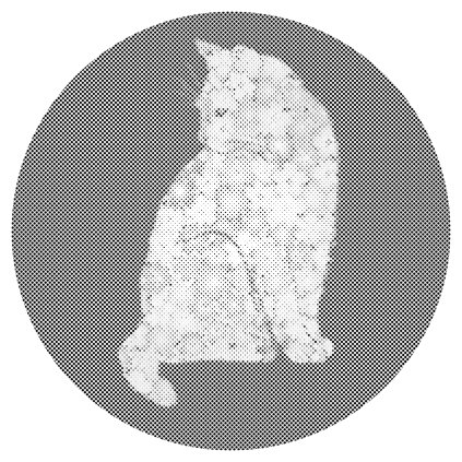 Dotting points - Flower Cat