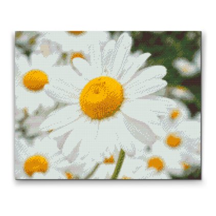 Diamond Painting - Daisies 