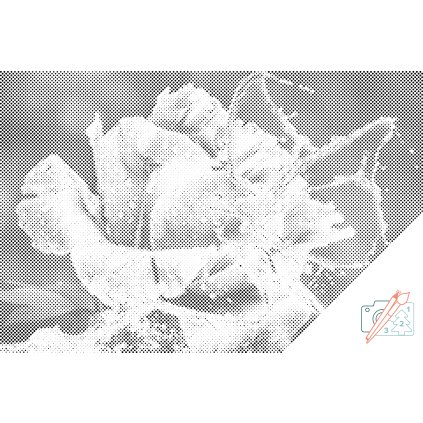 Dotting points - Rose and Butterfly made of Water Drops