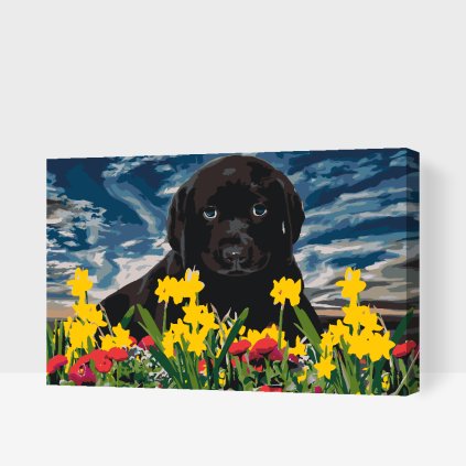 Paint by Number - Labrador Puppy