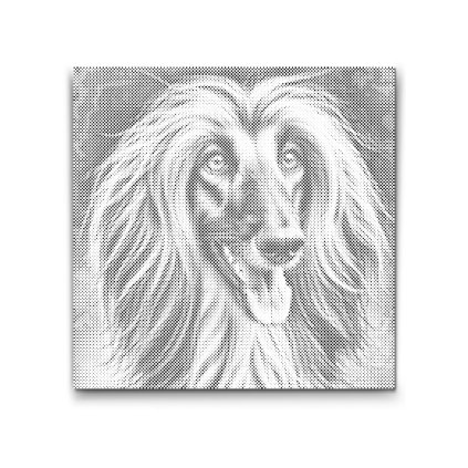 M2_Dotting_Points_-_Afghan_Greyhound