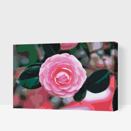 Paint by Number - Pink Camellia
