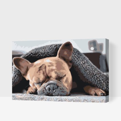 Paint by Number - Tired Bulldog