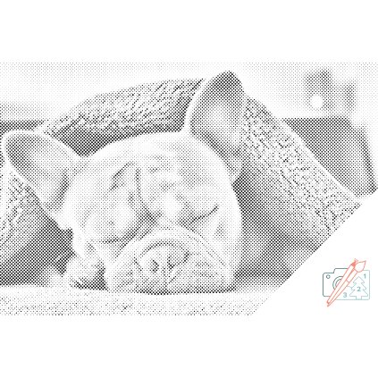 Dotting points - Tired Bulldog
