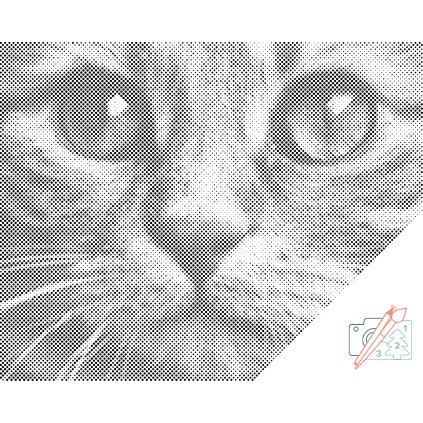 Dotting points - View of Cat