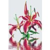 Paint by Number - Pink Lily