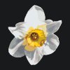 Paint by Number - Narcissus Flower