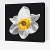 Paint by Number - Narcissus Flower
