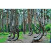 Paint by Number - Crooked Forest in Poland