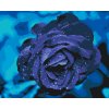 Paint by Number - Blue Rose