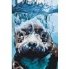 Paint by Number - Seal under Water