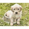 Diamond Painting - Labrador in Bowl