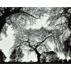 Diamond Painting - Silhouette of Trees
