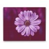 Diamond Painting - Gerebera in Purple Colour