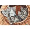 Diamond Painting - Cats in Basket