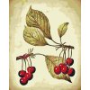 Paint by Number - Vintage Cherries