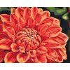 Paint by Number - Red Dahlia