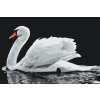 Paint by Number - White Swan