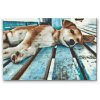 Diamond Painting - Lazy Dog