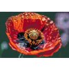 Diamond Painting - Poppy Flower