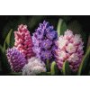 Diamond Painting - Hyacinths