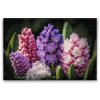 Diamond Painting - Hyacinths