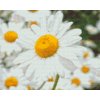Diamond Painting - Daisies 