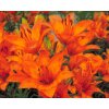 Diamond Painting - Orange lilies 