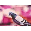 Diamond Painting - A Pigeon