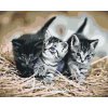 Paint by Number - Kittens