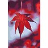 Paint by Number - Maple Leaf