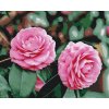 Paint by Number - Pink Camellias