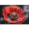 Malování podle čísel - Květ máku