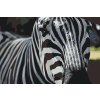 Paint by Number - Focused on the Zebra