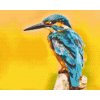 Diamond Painting - Kingfisher