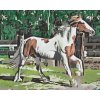 Paint by Number - Horse in the Corral
