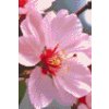 M11_Diamond_Paintings_-_Cherry_blossom