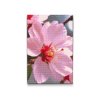 M2_Diamond_Paintings_-_Cherry_blossom