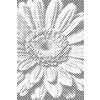 M11_Dotting_Points_-_Gerbera_flower