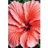 M11_Diamond_Paintings_-_Hibiscus_flower