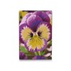 M2_Painting_by_Numbers_-_Pansy_flower