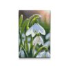 M2_Diamond_Paintings_-_Snowdrop_flower