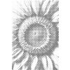 M11_Dotting_Points_-_Sunflower_flower