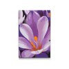 M2_Painting_by_Numbers_-_Crocus_flower